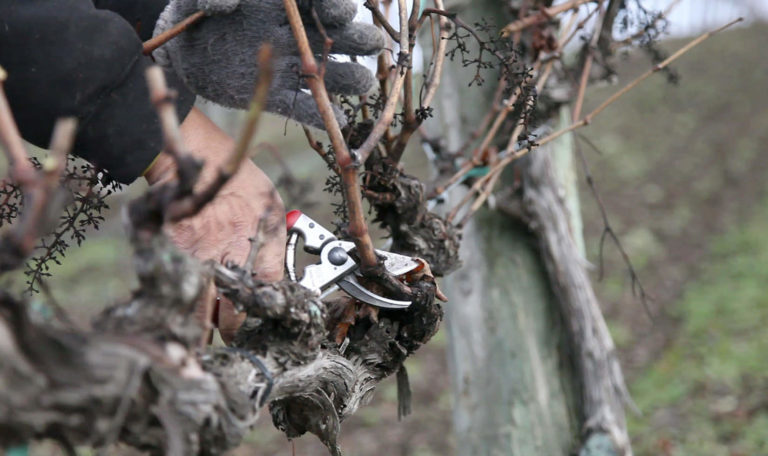 close up of grapevine being pruned