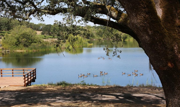 Canadian geese on the water of Jordan lake.