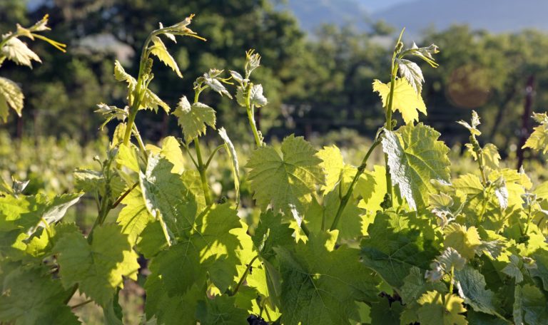 suckering grapevines, vine shoots in sun