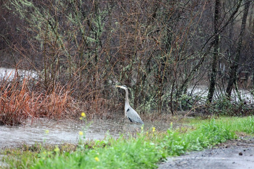 Heron stands in the rain near the edge of the Jordan Winery Lower Lake
