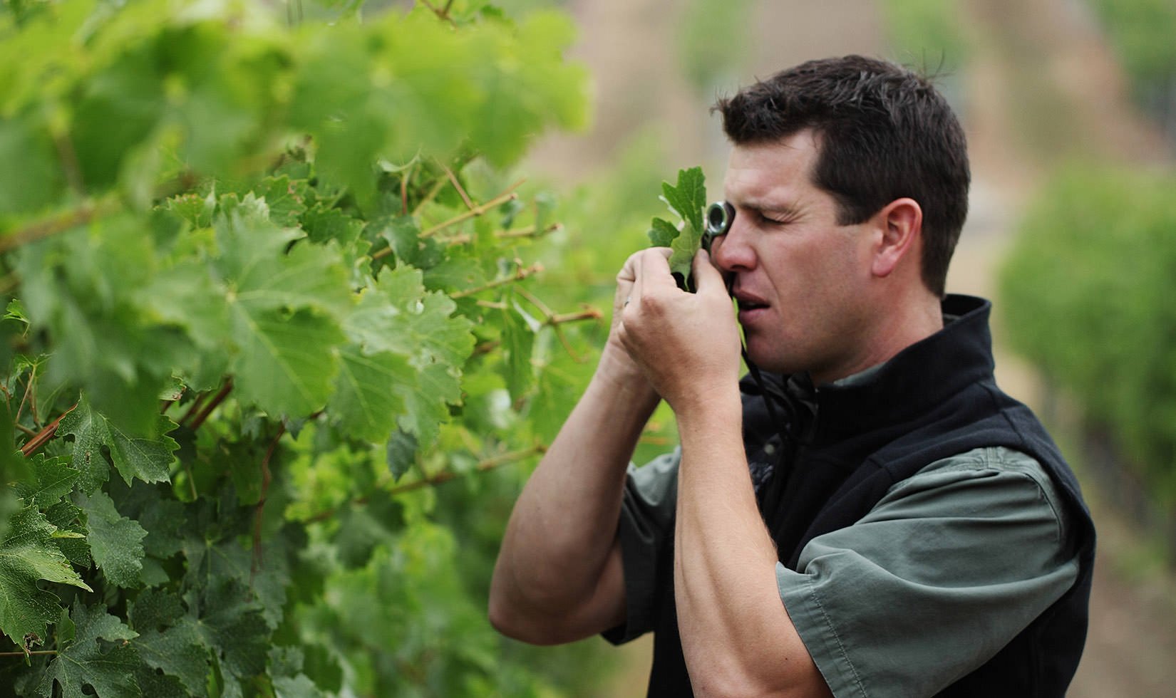 Brent Young, Director of agriculture at Jordan Winery inspecting vines in a vineyard
