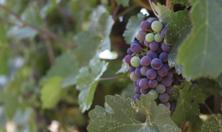 A cabernet sauvignon grape cluster changes color during veraison in the Alexander Valley.