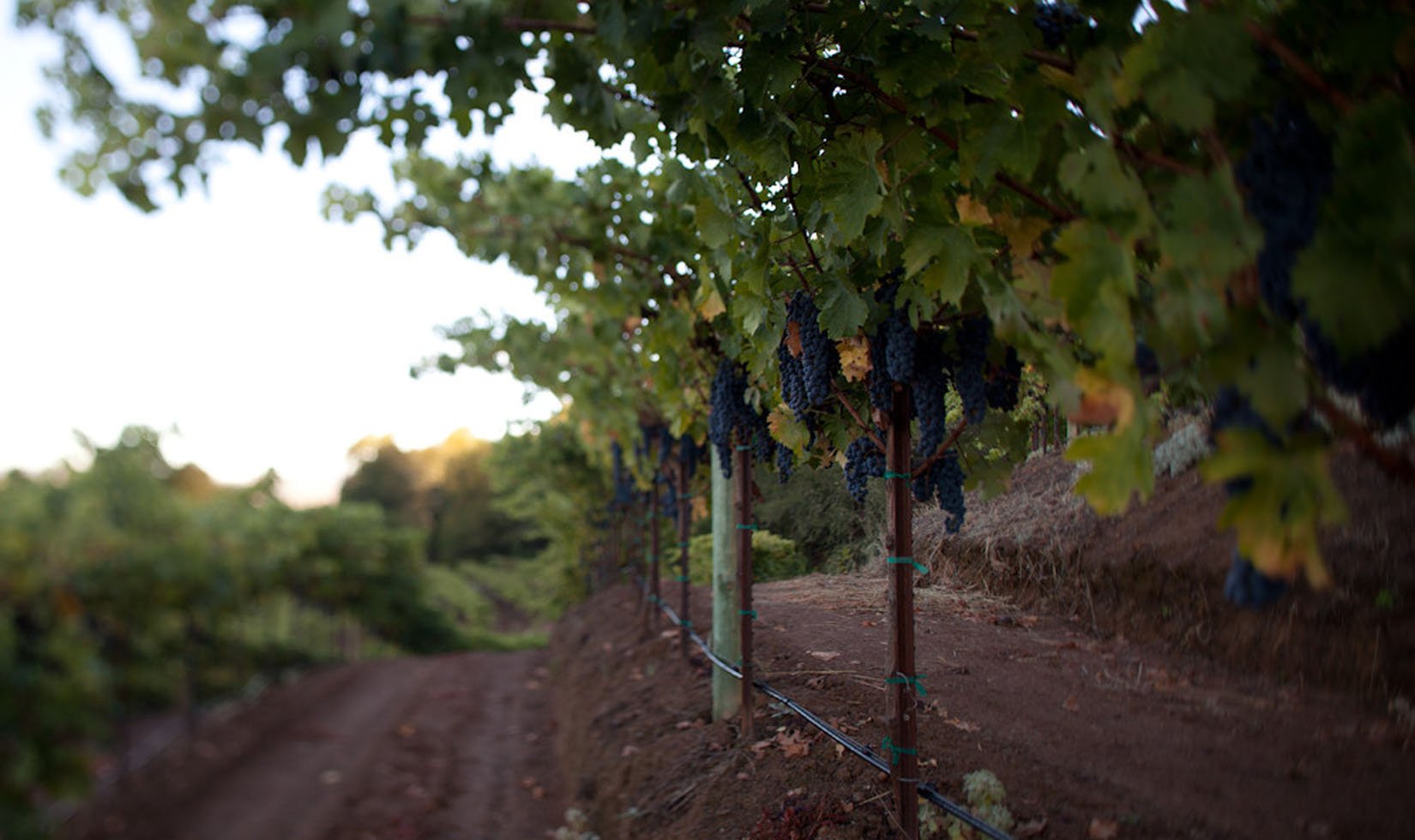 2011 vintage wines jordan winery cabernet vineyard