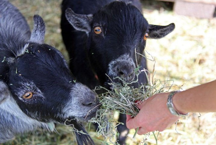 Hands feeding hay to Barney and Clyde, two pygmy goats who used to live on the Jordan Winery property