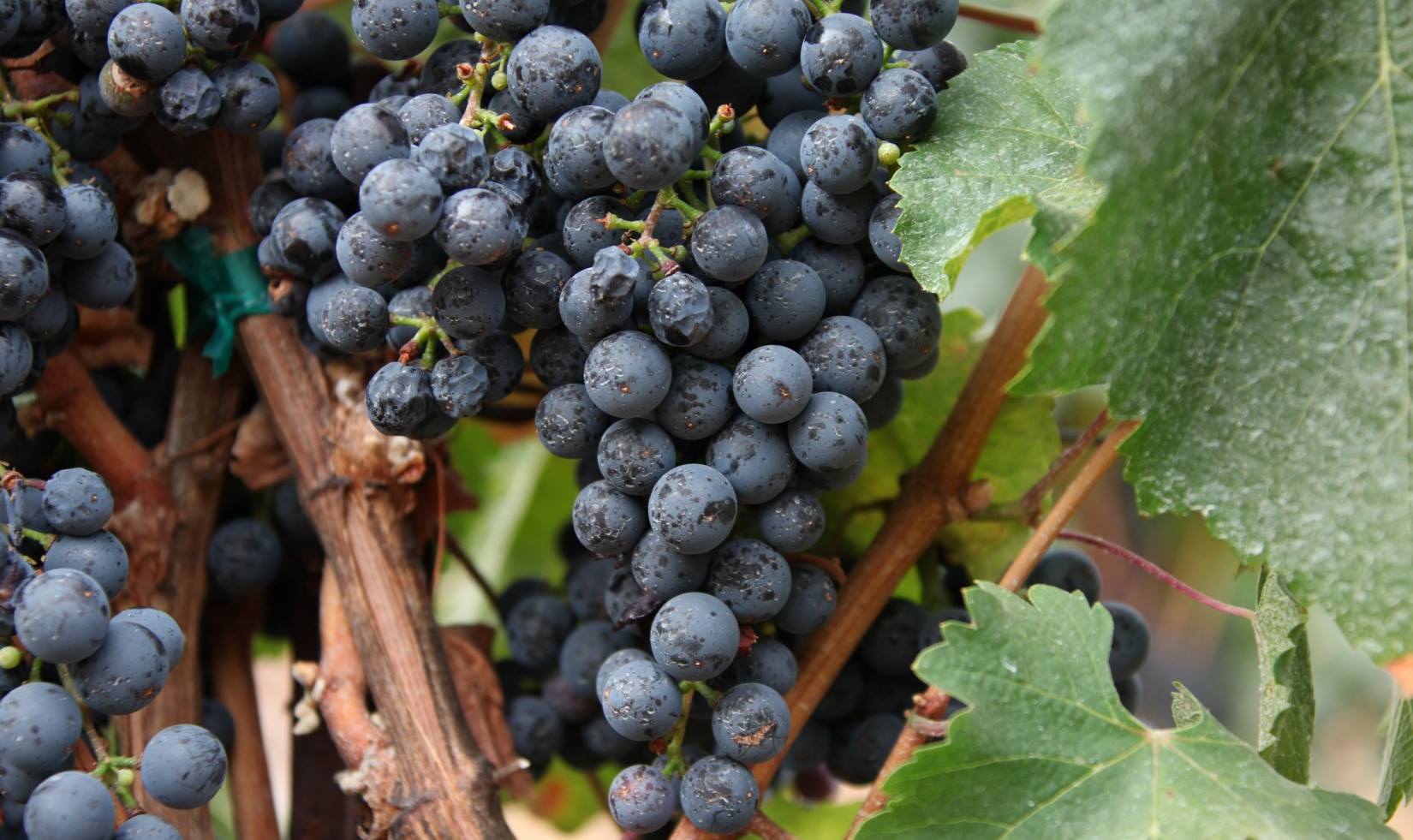 Jordan Winery malbec grapes on the vine.