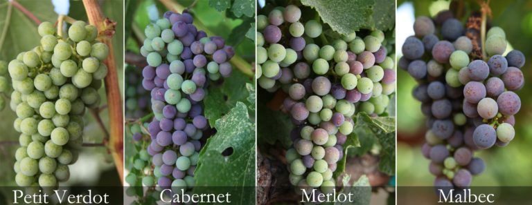 Different grape varieties undergoing veraison on the grapevine.