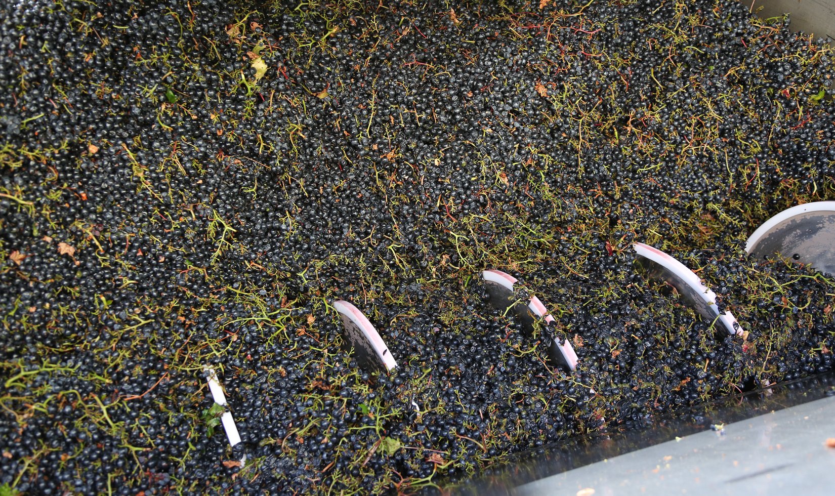 clusters of red wine grapes in a hopper being moved to a sorting table