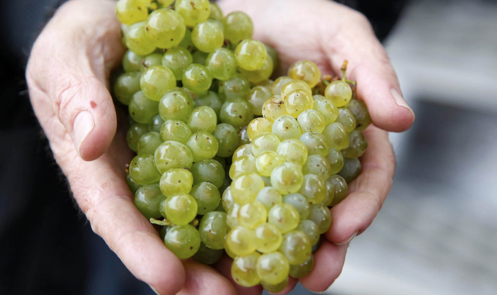 hands holding a couple clusters of Chardonnay grapes