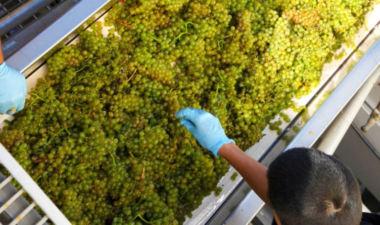 harvest crew members sorting Chardonnay fruit on a sorting tray