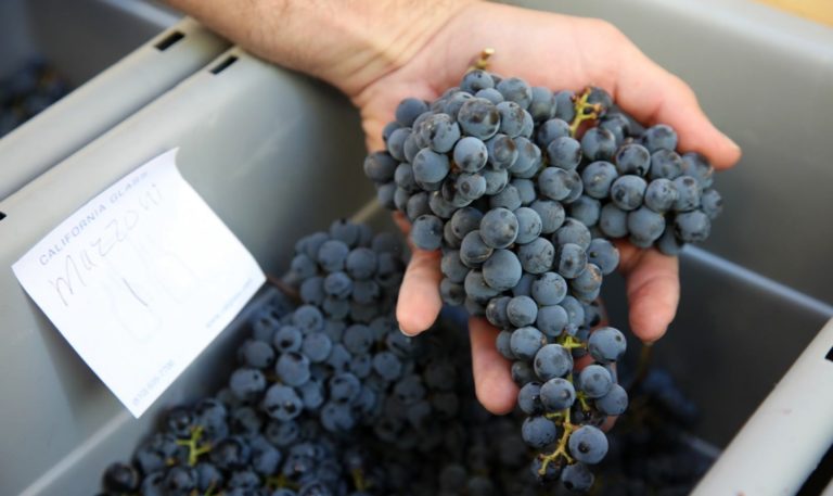 hand holding a bundle of red wine grapes