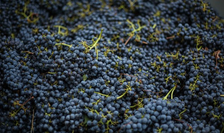 close up of harvested red wine grapes