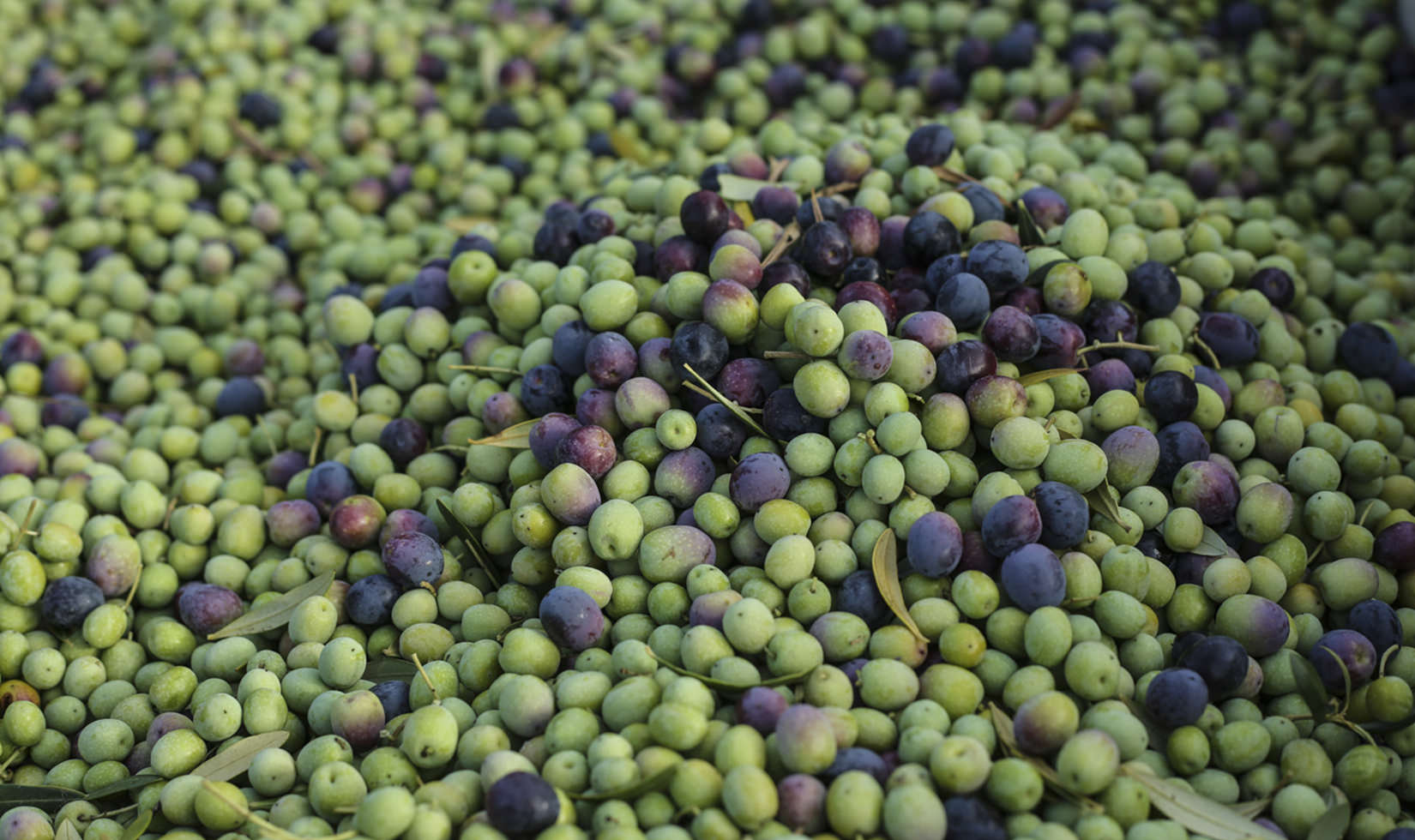 Close-up image of green and purple olives in a bin