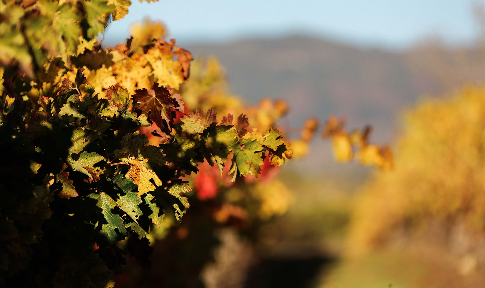 red and yellow grapevine leaves