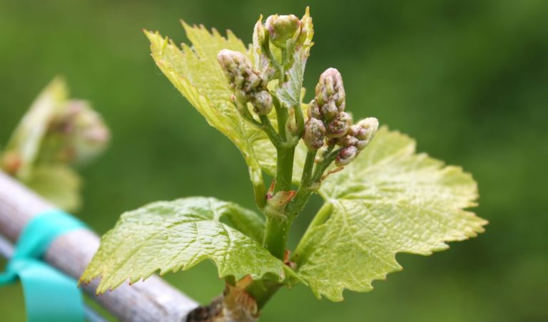 close up of a budding vine