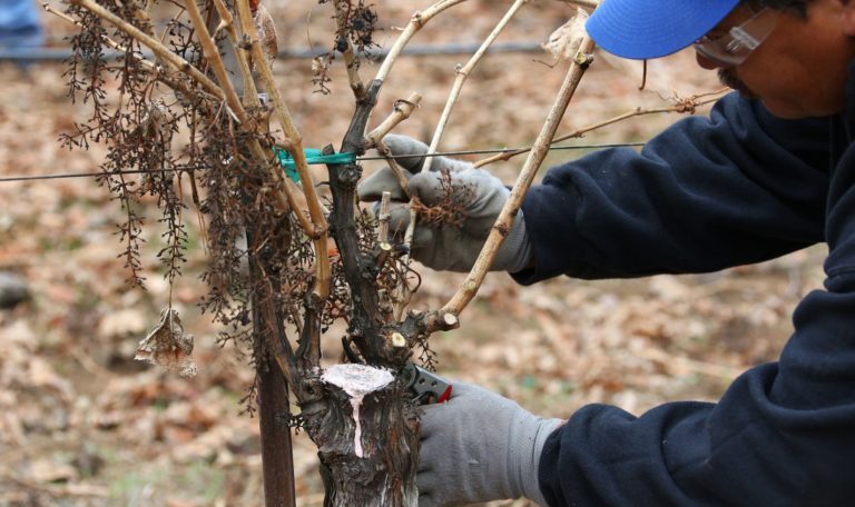 Grapevine pruning on the Jordan Estate.