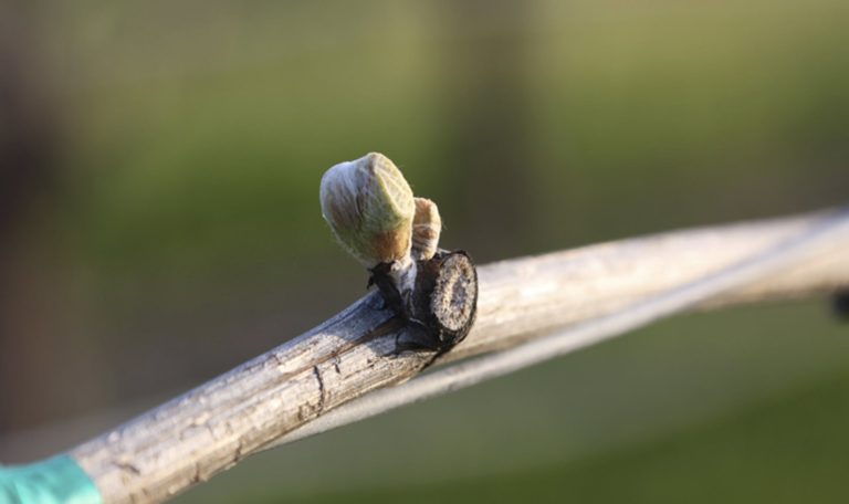 Close up of bud break happening on a grape vine