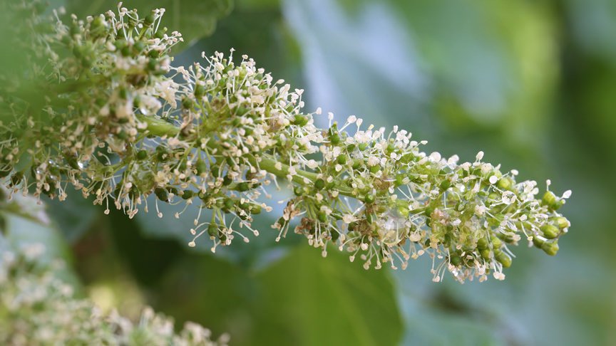 close up of Cabernet grapevines Shedding of calyptra to expose flowering parts