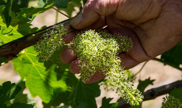 close up of a grape cluster flowering on the vine