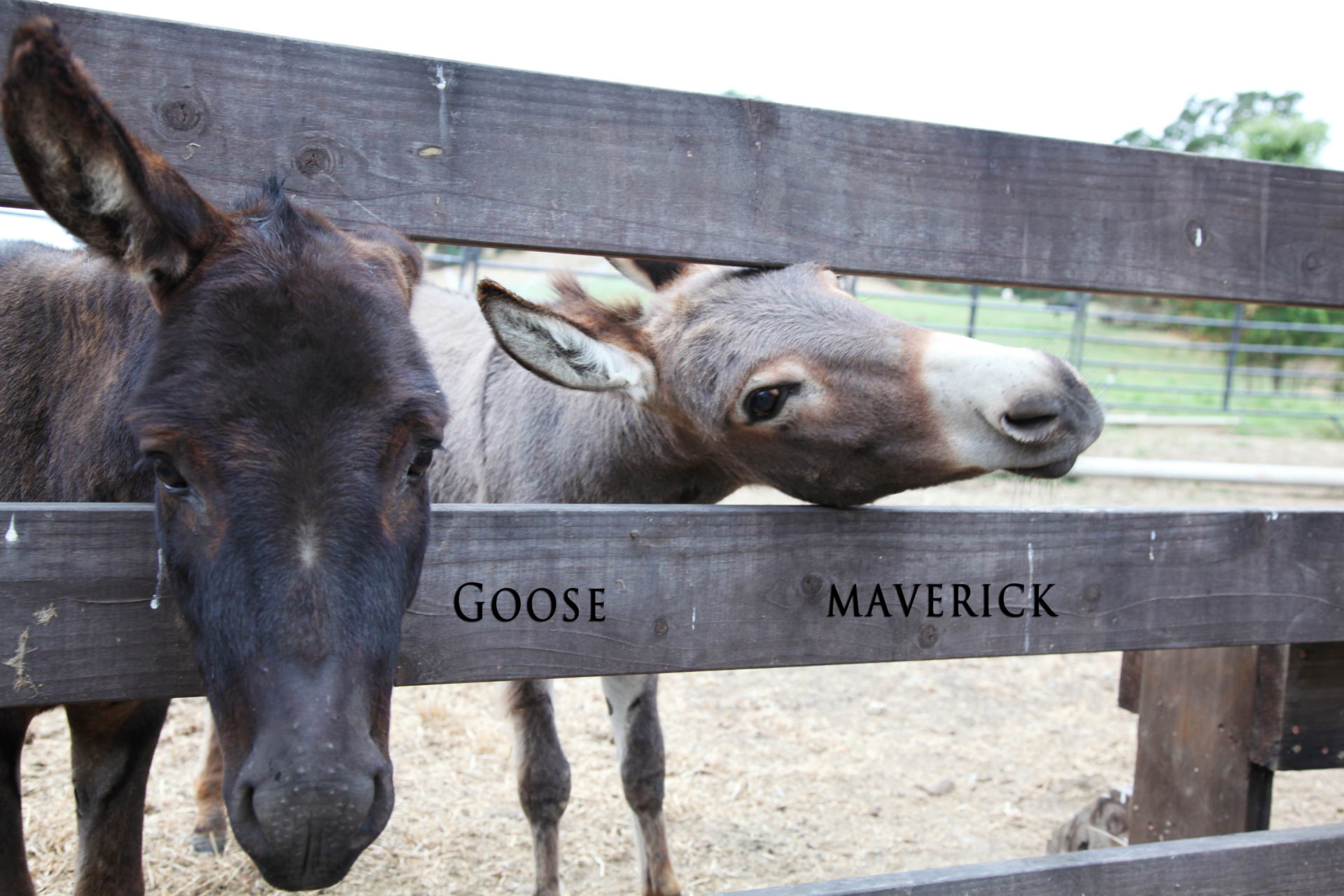 photo of Jordan Winery donkeys sticking their heads through a wooden fence with image text: "Goose. Maverick"