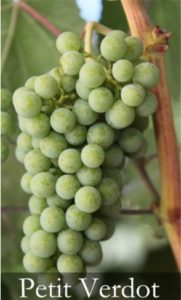 close up of green petit verdot grapes with image text "Petit verdot"