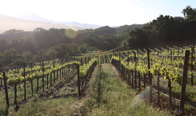 vineyard on the Jordan Winery Estate