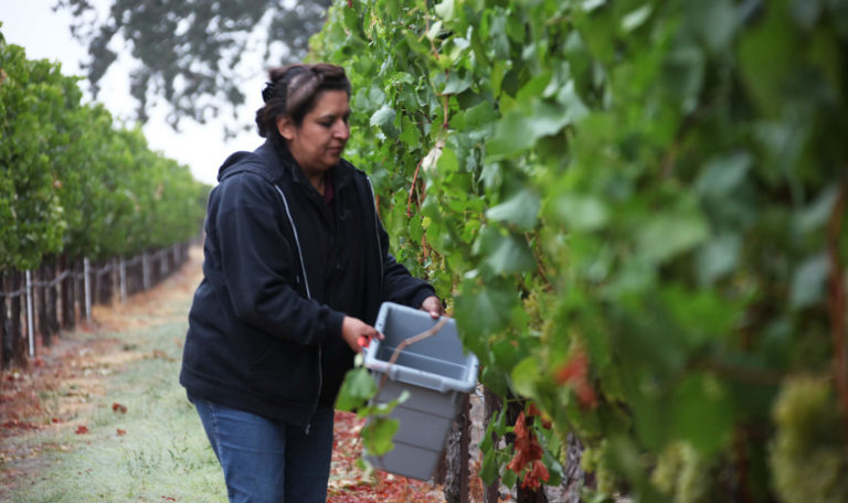 a member of the Jordan Winery winemaking team harvesting fruit from the vine to measure sugar levels