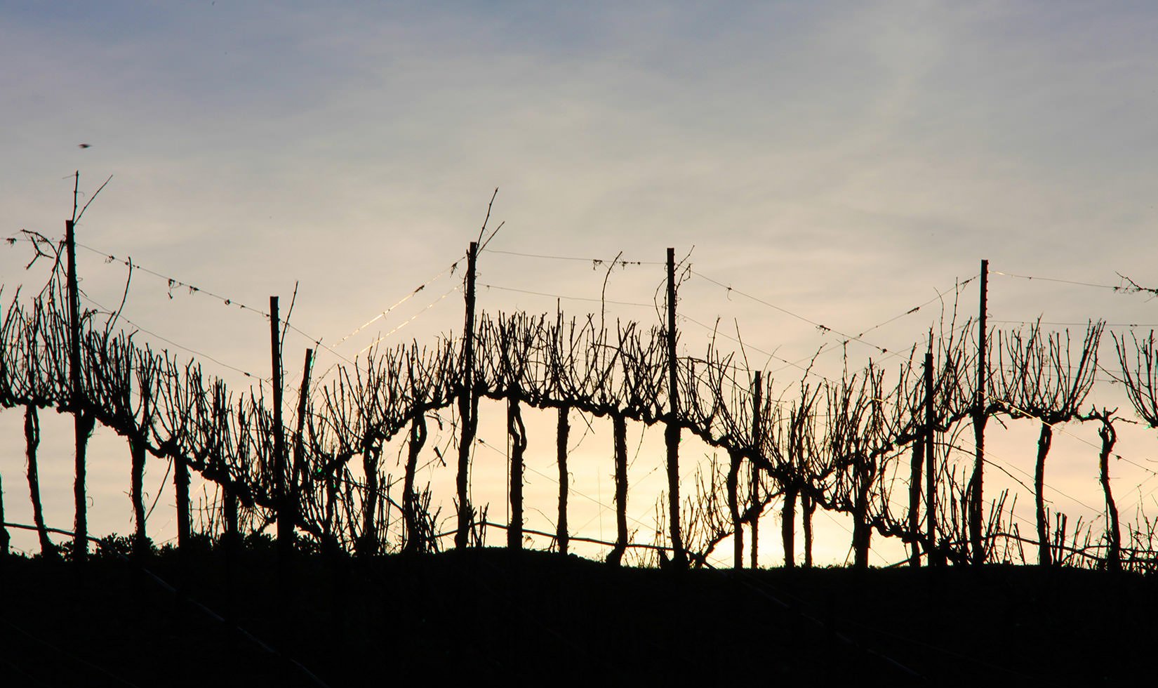 the silhouette of a vineyard backlit by a sunset