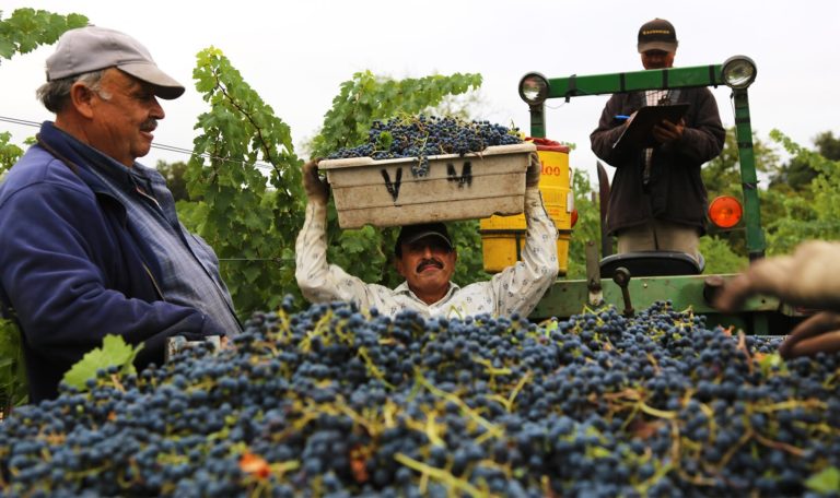 Vineyard workers harvest Cabernet Franc from the Vyborny vineyard in 2013.