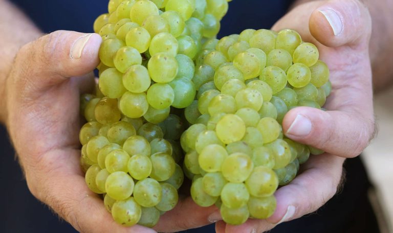 Russian River Valley Chardonnay grapes in hands