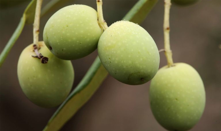 Close-up image of green olives on the branch.