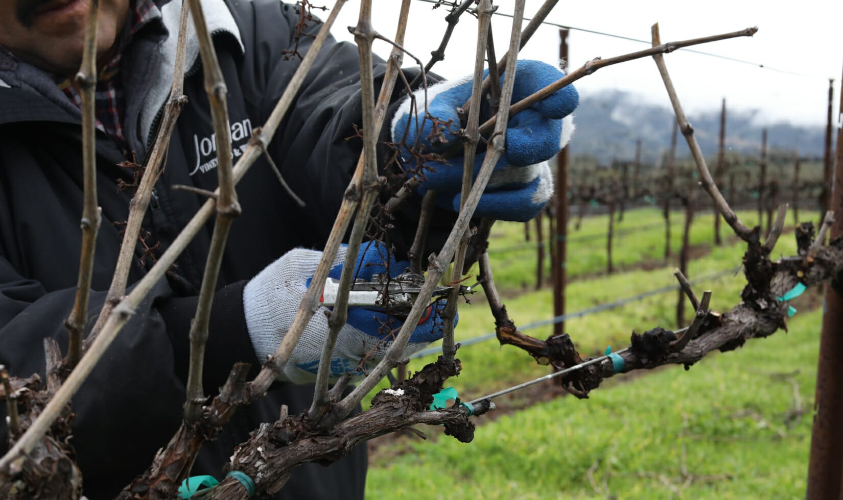 grapevine pruning, Jordan Winery