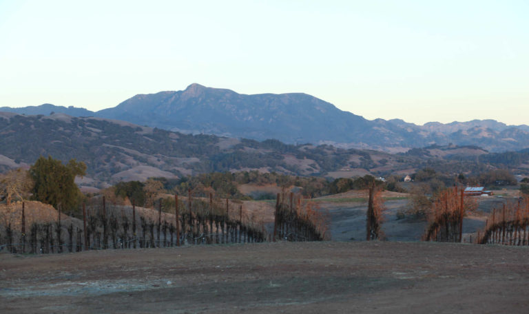 photograph of a very dry vineyard during a drought
