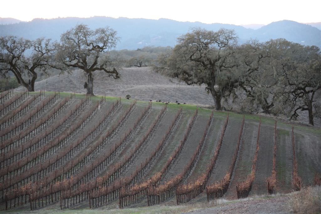 Jordan Winery vineyard during 2014 Drought