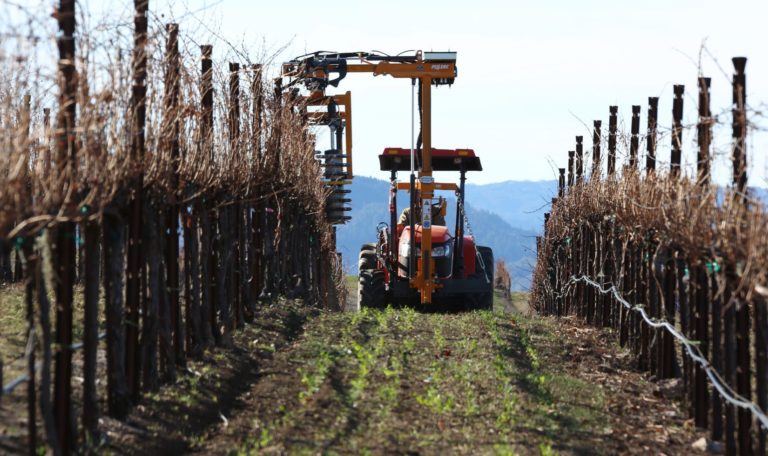 Jordan Winery Vineyard Grapevine Pruning