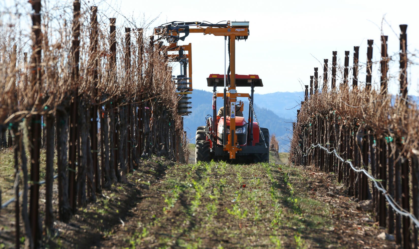 grapevine pruning, machine pre-pruner on tractor, Jordan Winery