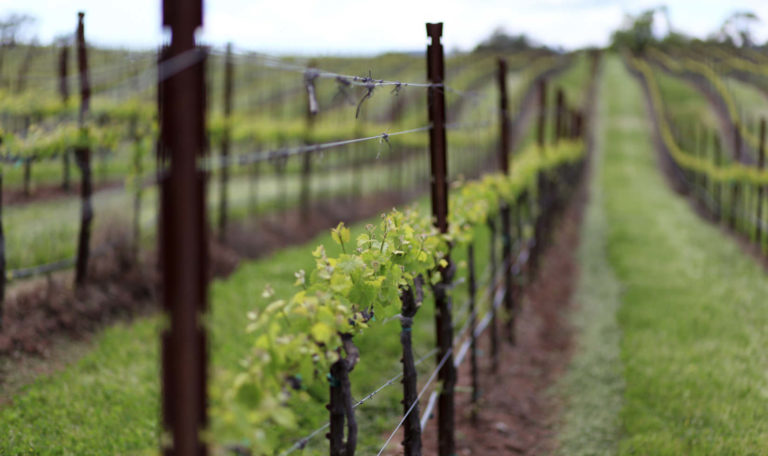 Vines beginning to bud