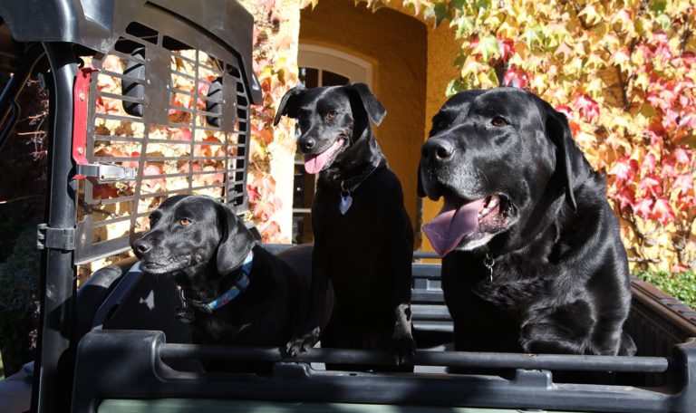 Bismarck, Rosie, and Nimitz, the dogs of John Jordan, CEO and proprietor of Jordan Winery