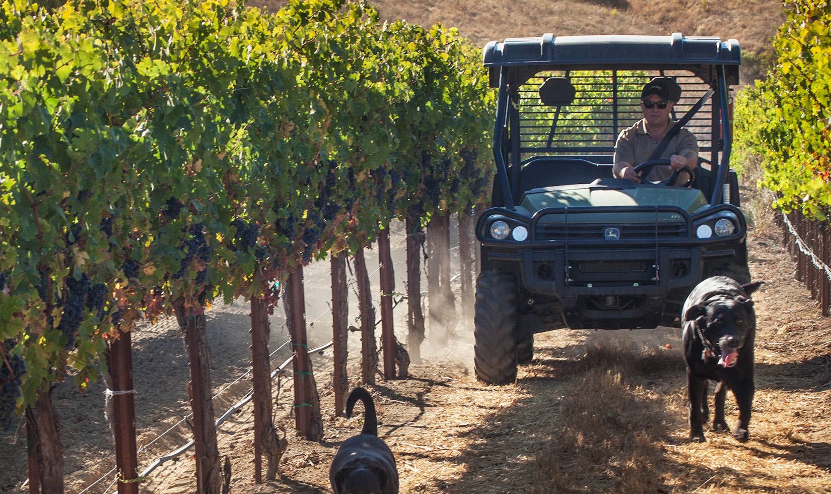 John Jordan, CEO and proprietor of Jordan Winery in an ATV driving through a vineyard with two of his dogs