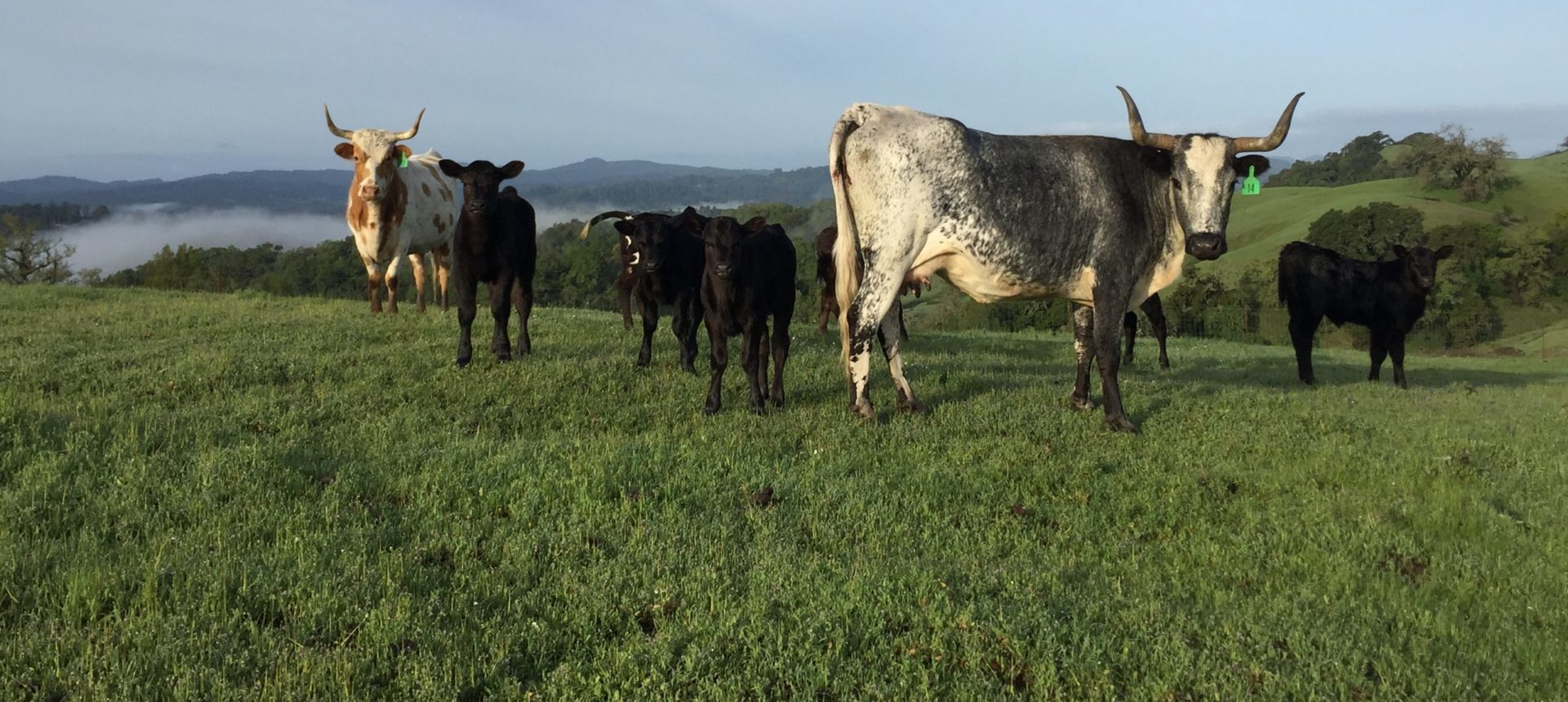 Jordan Winery Longhorn Corriente cattle grazing