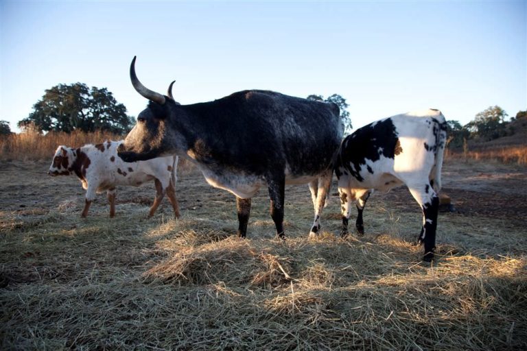 Jordan Winery cows corriente longhorn crossbreed cattle