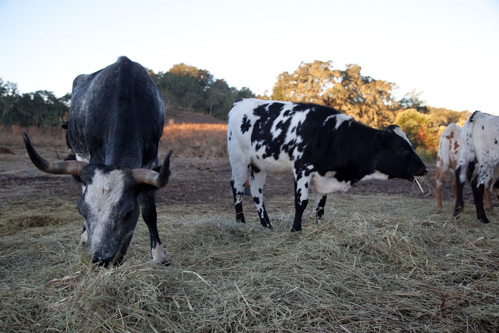 Jordan Winery Corriente Longhorn cattle