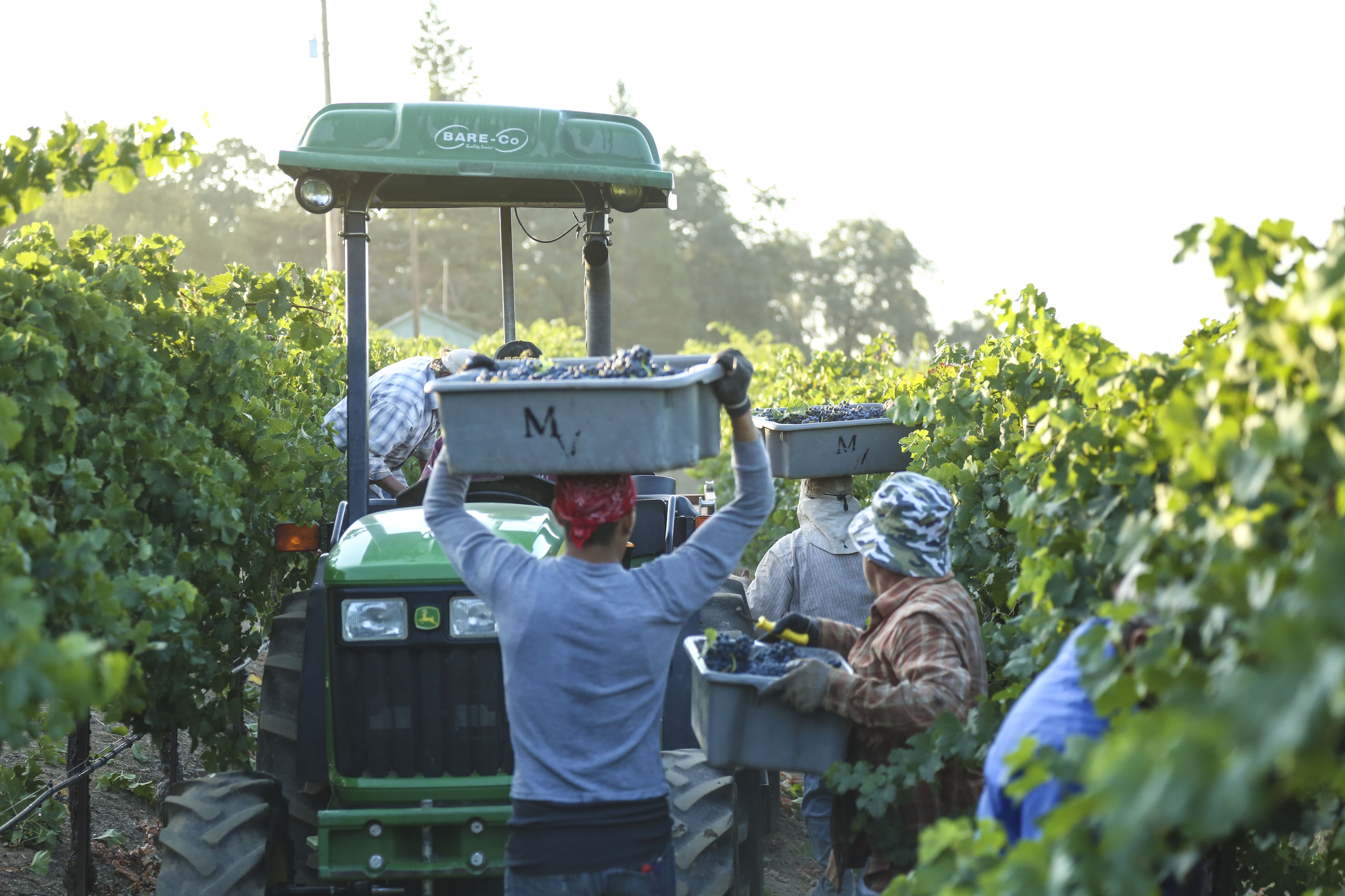 harvest crew harvesting Munselle Vineyards merlot for Jordan Winery.