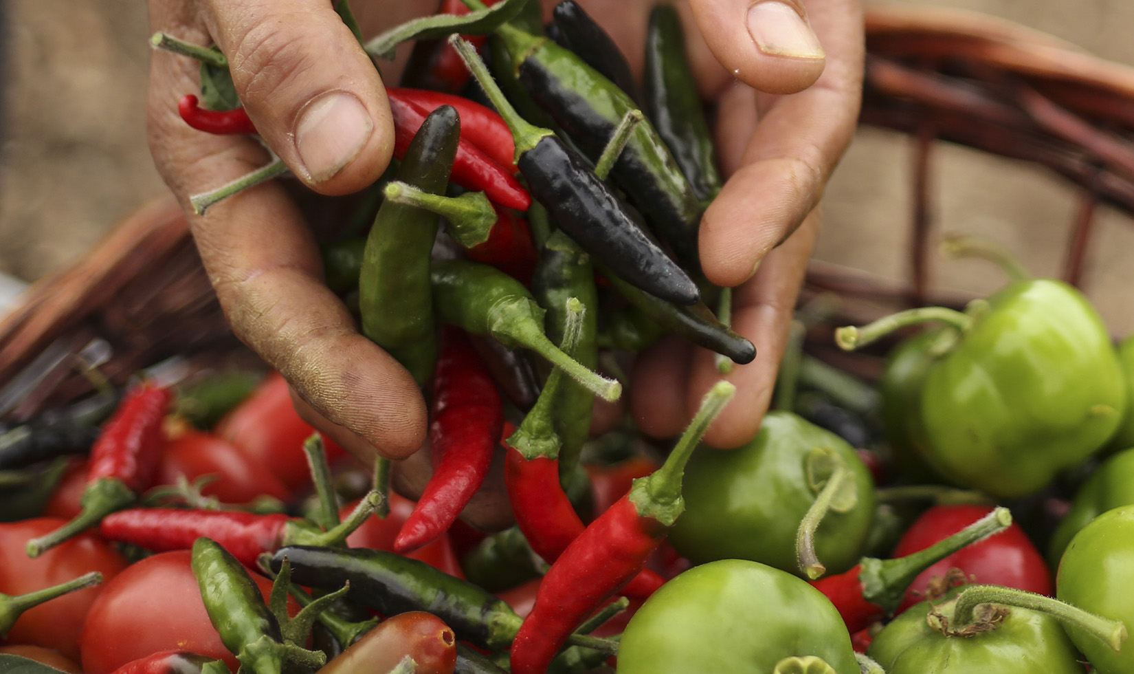 Hands holding different colored chilis