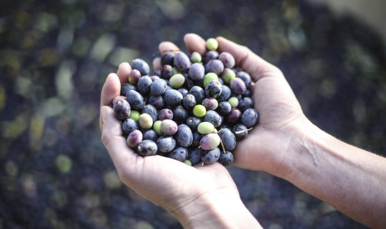 Hands holding freshly picked olives