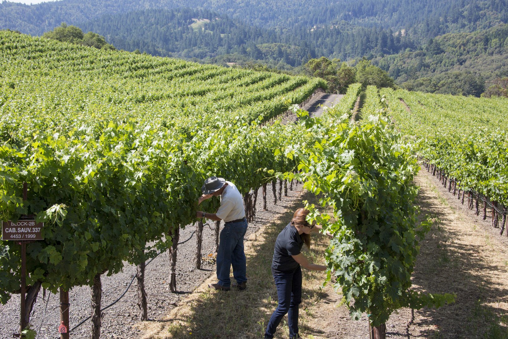 two people inspecting Cabernet fruit on the vine in a vineyard