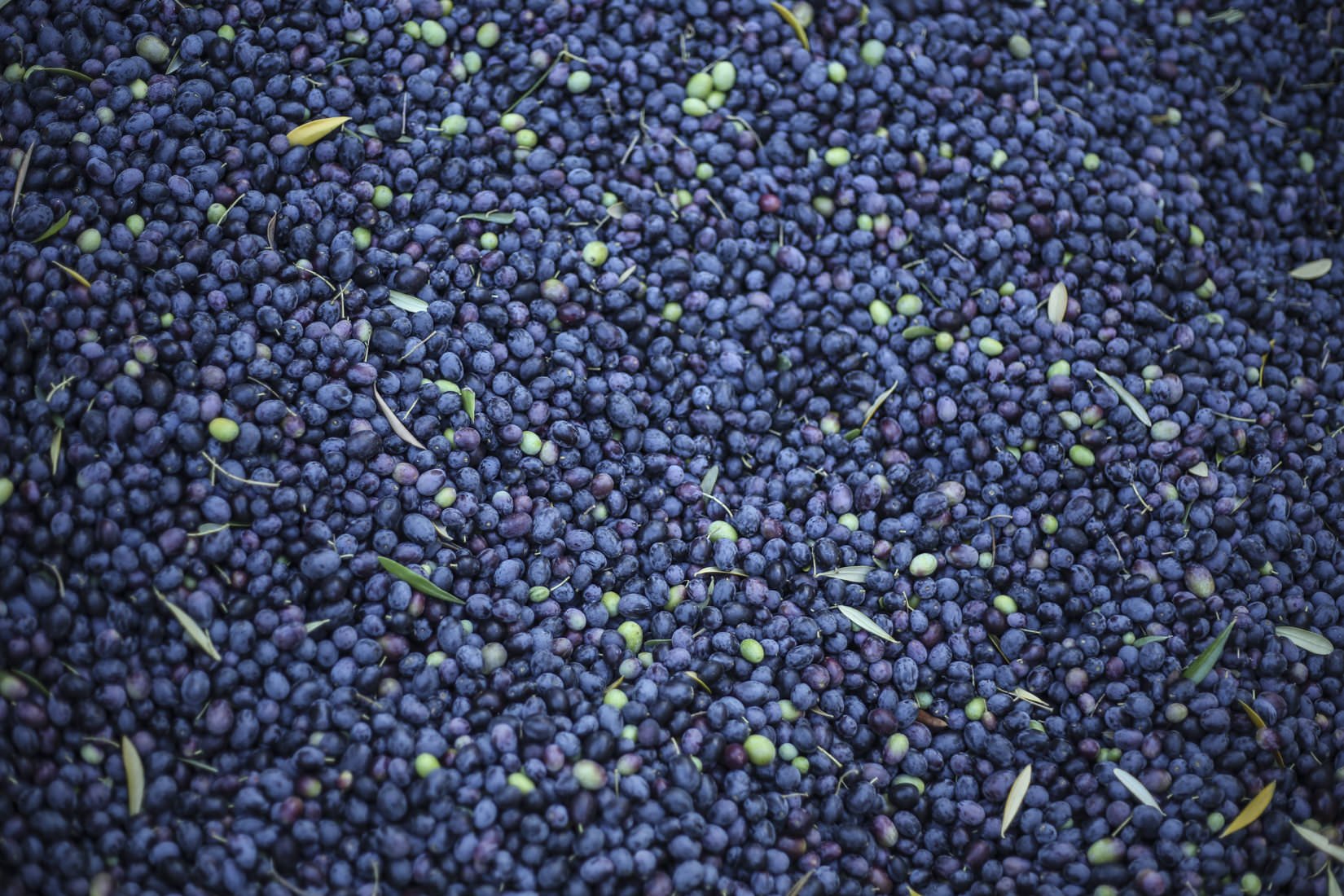 harvested Jordan Winery olives