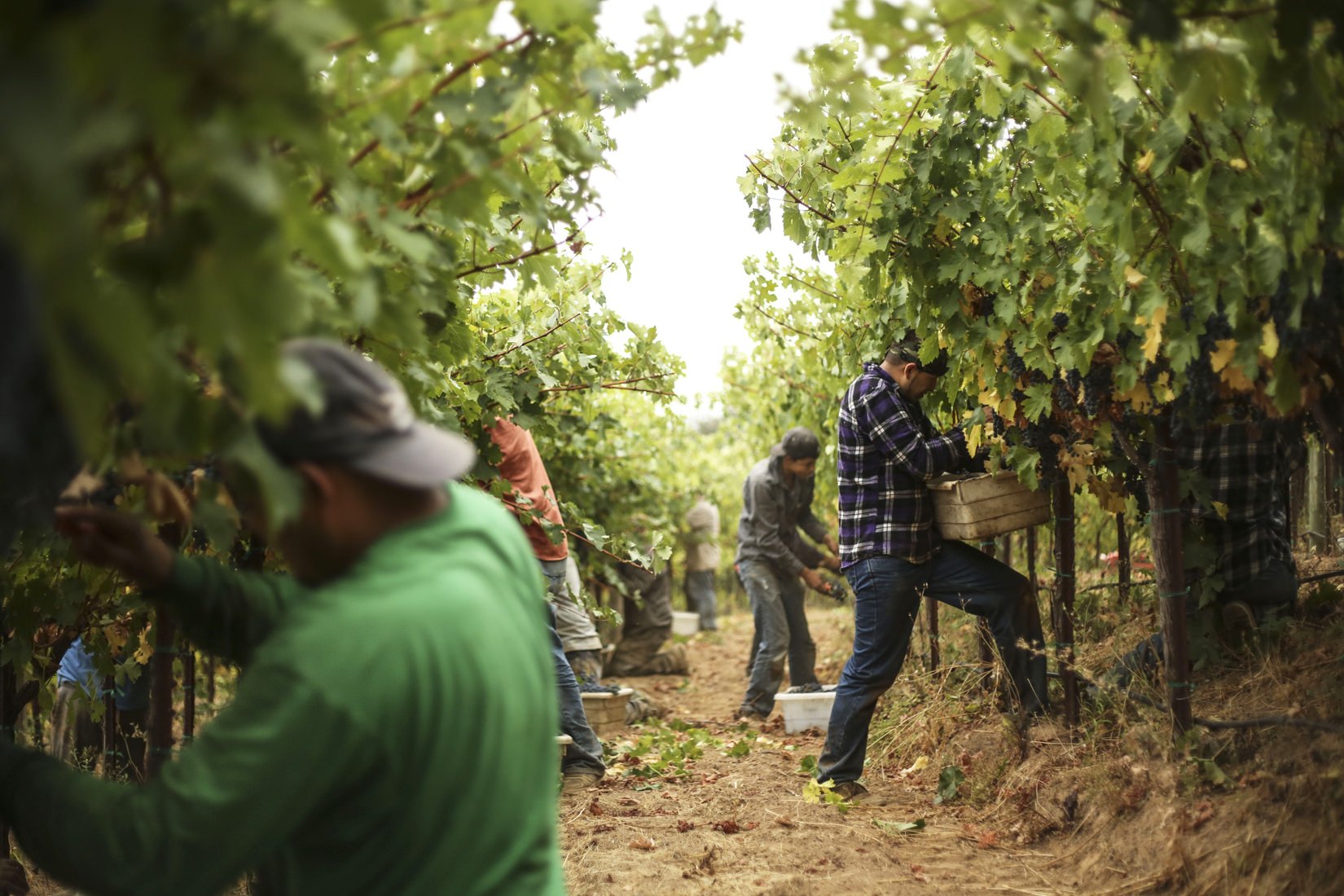 Vineyard workers cutting the grapes from the vineyard rows.