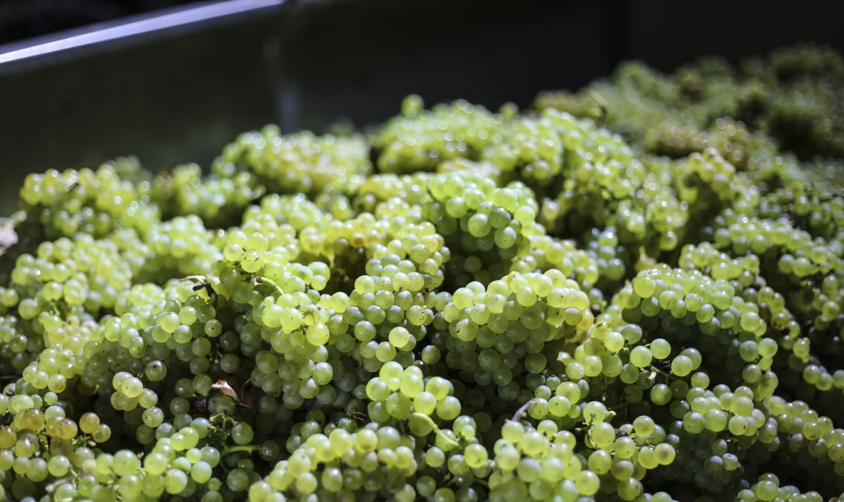 2014 Jordan Winery Russian River Valley Chardonnay harvest