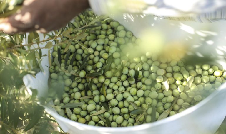 close up of Jordan Winery Arbequina olive harvest
