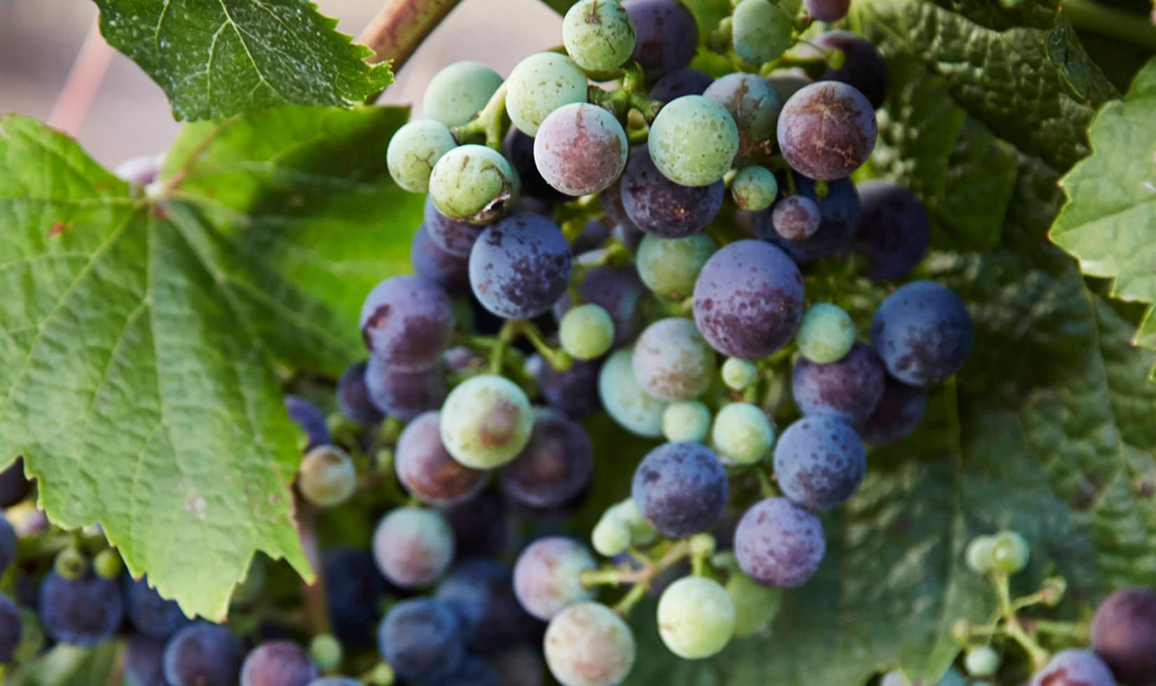 Close up of Cabernet fruit on the vine going through veraison